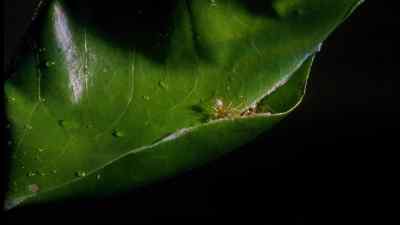 Some workers pull the leaves
into position... - Micro Monsters with David Attenborough