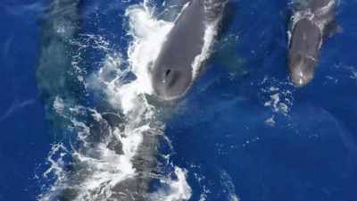 "Some young males also admire
this superstar." - Secrets of the Whales