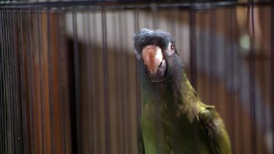 Somebody has to teach this beautiful bird some manners - Paulie