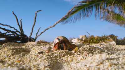 Somehow, a crab just knows
when it's found the right home. - Tiny World