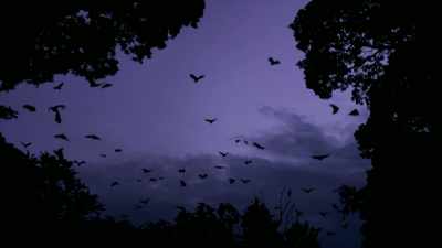 Somehow, bats - Thank You Dr. Fauci