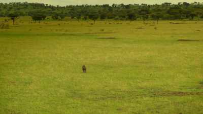 Somehow he'll have to survive alone. - Serengeti