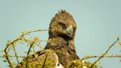 Somehow, they must persuade
the eagle to leave. - Serengeti