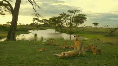Somehow, she must win back
the trust of the pride. - Serengeti