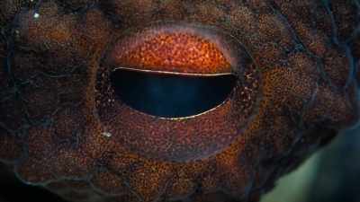 Somehow, she realizes
this thing is not dangerous, - My Octopus Teacher