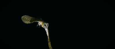 Someone is probably going
to get hurt or die as well. - The Mothman Legacy