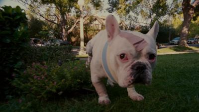 Someone's peeing on the lawn - The Shaggy Dog
