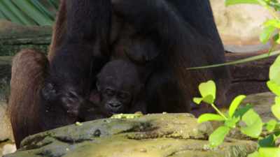 Something about that relationship
that's just hard to explain, - Magic of Disney's Animal Kingdom