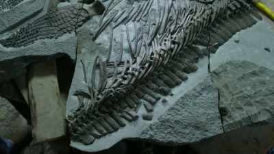 Something has actually
crushed this rib cage. - Attenborough and the Sea Dragon