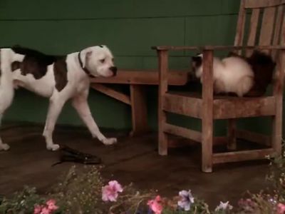 Something doesn't smell right - Homeward Bound: The Incredible Journey