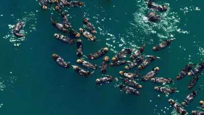 Something that hasn't been seen - Blue Planet II
