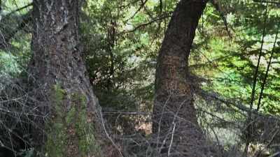  Something that
 thinks critically
 or is intelligent - Expedition Bigfoot