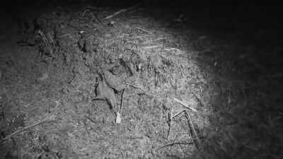 Something's been through
recently, very recently. - Expedition Bigfoot