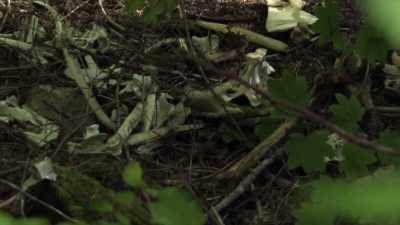 Something's bringing its kills
to this space here to feed
on it and eat it. - Expedition Bigfoot