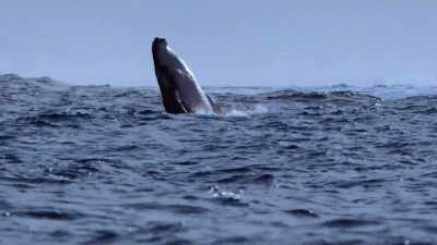 Sometimes at night I just fall asleep, - Secrets of the Whales