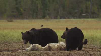 Sometimes they fight. - Wild Nordic