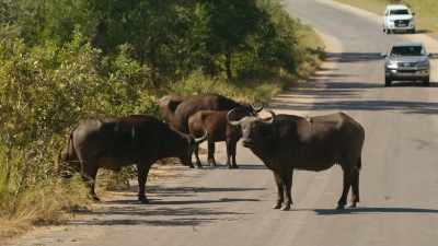 Sometimes you have to show
these animals exactly who's the boss. - The Reluctant Traveler with Eugene Levy