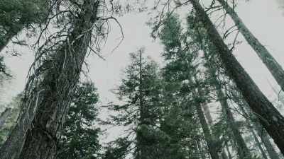 Sometimes you hear
a sound out here - Missing 411: The Hunted