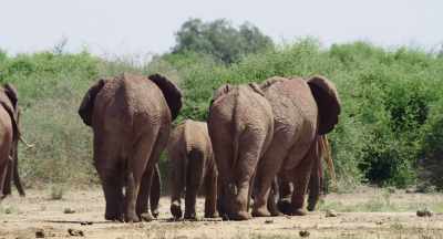Sometimes, however sad,
there is release in death. - The Elephant Queen