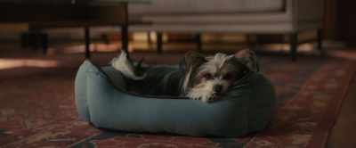 Sometimes I was big
and sometimes I was small. - A Dog's Journey