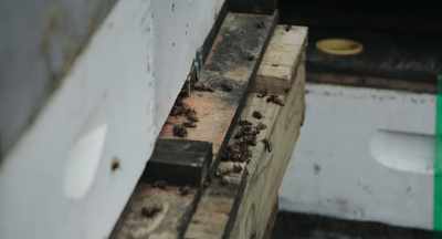 Sometimes I feel as though
I get numb to it, - The Pollinators