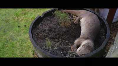 Sometimes she just wants
to dig up Susan's flowers. - Billy & Molly: An Otter Love Story