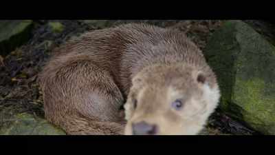 Sometimes she rocks up
and she's angry, - Billy & Molly: An Otter Love Story