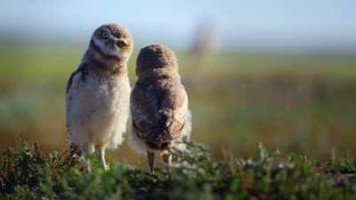 Sometimes to survive, - The Secret Lives of Animals