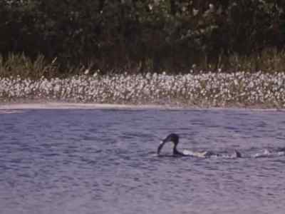 Sometimes he swallows
so many fish - Prowlers of the Everglades