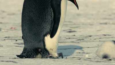 Sometimes it takes a well-timed kick. - Dynasties