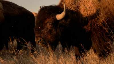 Sometimes the animals
would ebb and flow. - The American Buffalo