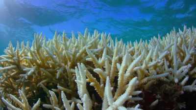 Sometimes the bleached corals die,
and then the entire ecosystem, - Attenborough's Life in Colour