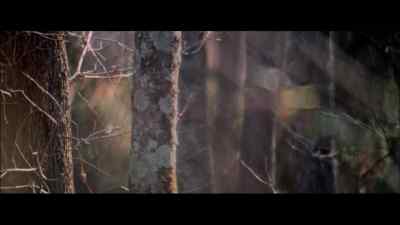 Sometimes, the creature sticks
to one patch of woods - The Legend of Boggy Creek