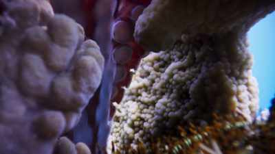Sometimes, the octopus gets the reward, - Blue Planet II
