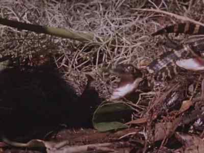 Sometimes the young gators
use teamwork
against the common enemy. - Prowlers of the Everglades