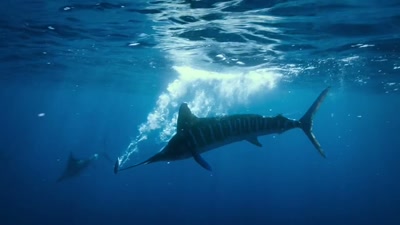 'Sometimes,
they even make a direct hit. - A Year on Planet Earth