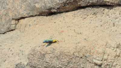 Sometimes they want a vantage
point from which to show off. - Attenborough's Life in Colour