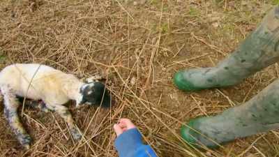 Sometimes, if you put
straw in their mouth, and blow... - Our Yorkshire Farm