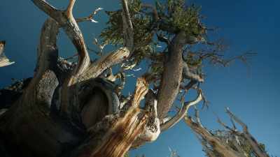 Somewhere along the
evolution of mankind, - Trees and Other Entanglements
