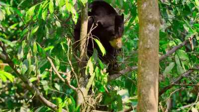 Somewhere sheltered with
a handy fork in its branches to build on. - The Secret Lives of Animals