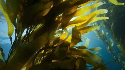 Soon, a marine forest has materialised. - Blue Planet II