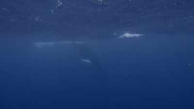 "Soon, all the males sing
the exact same whale song..." - Secrets of the Whales