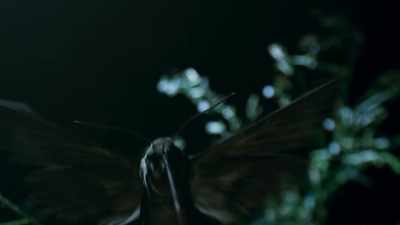 Soon, they attract hawk moths - The Green Planet