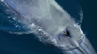 Soon, this calf will leave
these sheltered waters - Our Planet