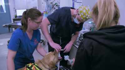 Soon, he's fully sedated. - 24/7 Pet Hospital