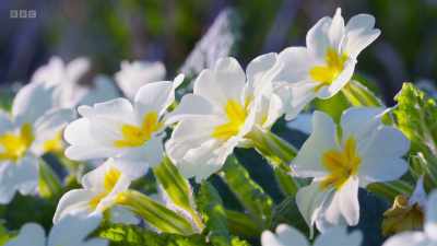 Soon, more blooms appear, each
adding a little colour - Wild Isles