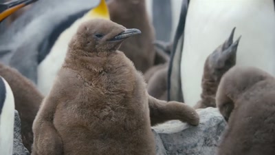 'Soon, her parents
will be gone for weeks, - A Year on Planet Earth