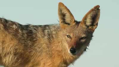 Soon, Tabo will need all the courage
and bravery he can muster - Wild Babies