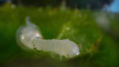 Soon, the caterpillars have hatched - The Green Planet