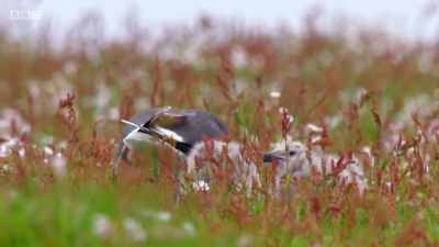 Soon, the chicks will be able to
fly, but they'll continue to - Wales: Land of the Wild